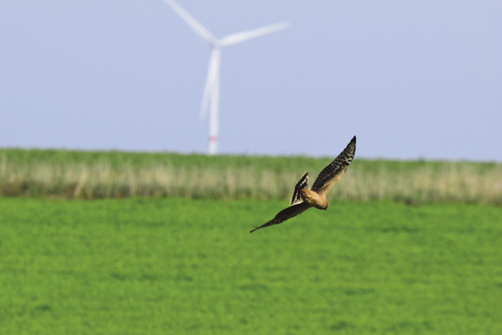 public://import2026/images/CSD_240423-rapace-eolienne-CSD-Belgique2_opt.jpg